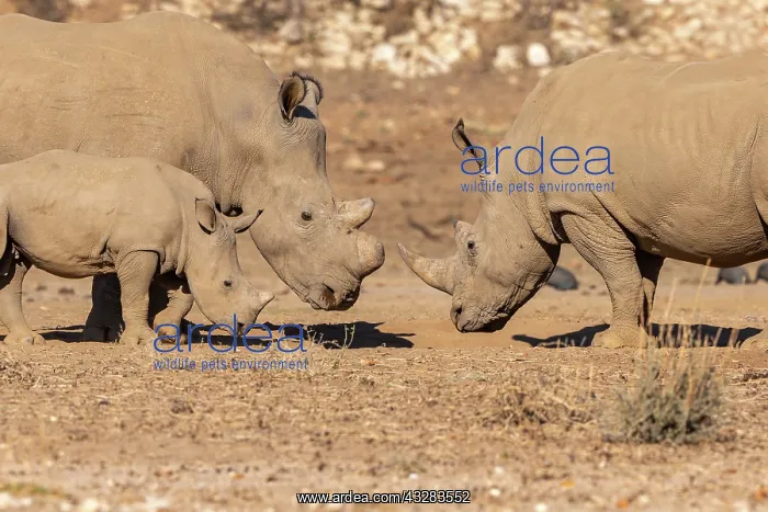 : Afrique, Namibie, Reserve privee, Rhinoceros blanc : Afrique, Namibie, Reserve privee, Rhinoceros blanc