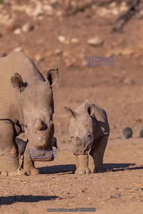  : Afrique, Namibie, Reserve privee, Rhinoceros blanc