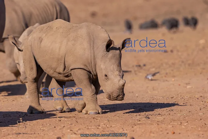: Afrique, Namibie, Reserve privee, Rhinoceros blanc : Afrique, Namibie, Reserve privee, Rhinoceros blanc