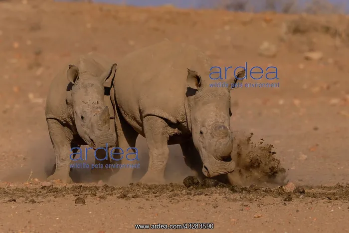 : Afrique, Namibie, Reserve privee, Rhinoceros blanc : Afrique, Namibie, Reserve privee, Rhinoceros blanc