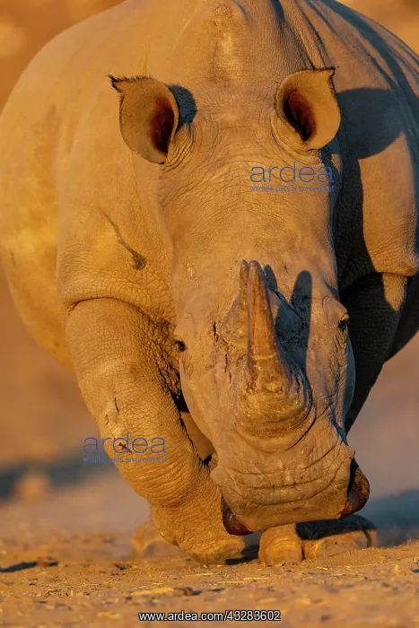: Afrique, Namibie, Reserve privee, Rhinoceros blanc : Afrique, Namibie, Reserve privee, Rhinoceros blanc