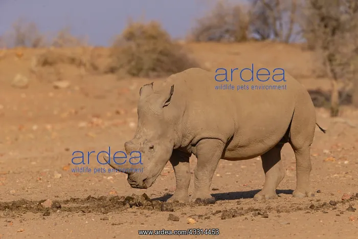 : Afrique, Namibie, Reserve privee, Rhinoceros blanc : Afrique, Namibie, Reserve privee, Rhinoceros blanc