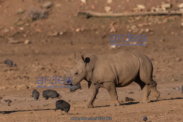 : Afrique, Namibie, Reserve privee, Rhinoceros blanc : Afrique, Namibie, Reserve privee, Rhinoceros blanc