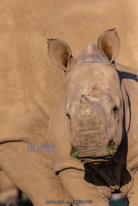 : Afrique, Namibie, Reserve privee, Rhinoceros blanc : Afrique, Namibie, Reserve privee, Rhinoceros blanc