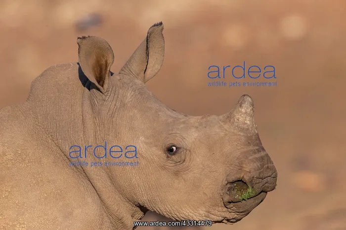 : Afrique, Namibie, Reserve privee, Rhinoceros blanc : Afrique, Namibie, Reserve privee, Rhinoceros blanc
