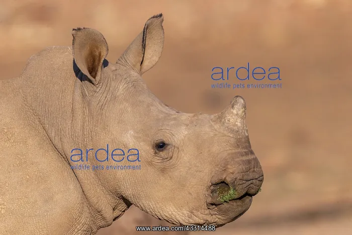 : Afrique, Namibie, Reserve privee, Rhinoceros blanc : Afrique, Namibie, Reserve privee, Rhinoceros blanc