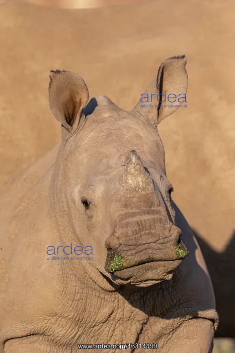: Afrique, Namibie, Reserve privee, Rhinoceros blanc : Afrique, Namibie, Reserve privee, Rhinoceros blanc