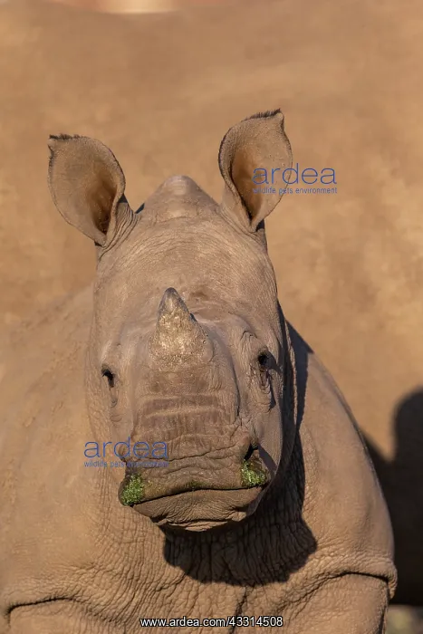 : Afrique, Namibie, Reserve privee, Rhinoceros blanc : Afrique, Namibie, Reserve privee, Rhinoceros blanc
