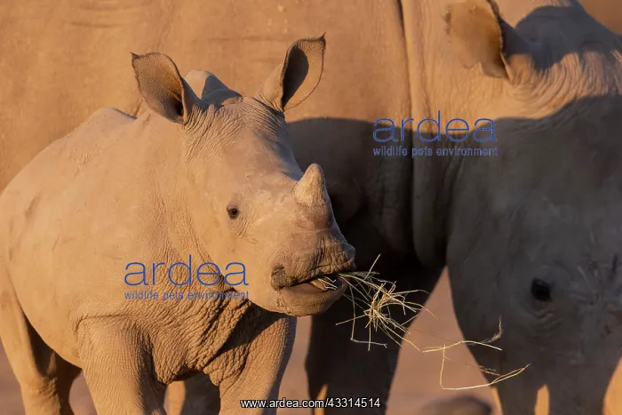 : Afrique, Namibie, Reserve privee, Rhinoceros blanc : Afrique, Namibie, Reserve privee, Rhinoceros blanc