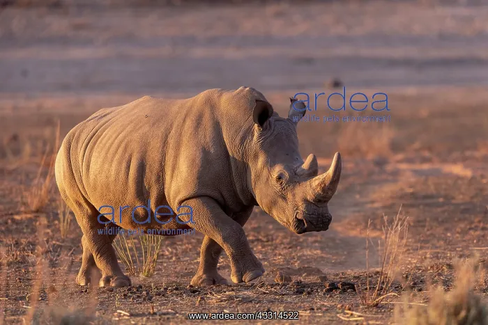 : Afrique, Namibie, Reserve privee, Rhinoceros blanc : Afrique, Namibie, Reserve privee, Rhinoceros blanc