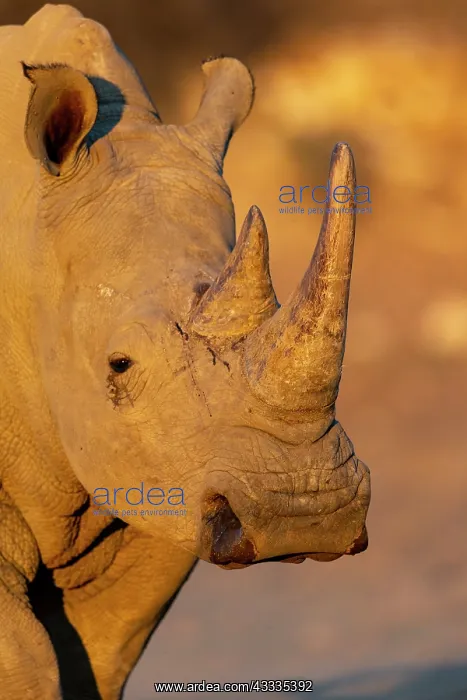 : Afrique, Namibie, Reserve privee, Rhinoceros blanc : Afrique, Namibie, Reserve privee, Rhinoceros blanc