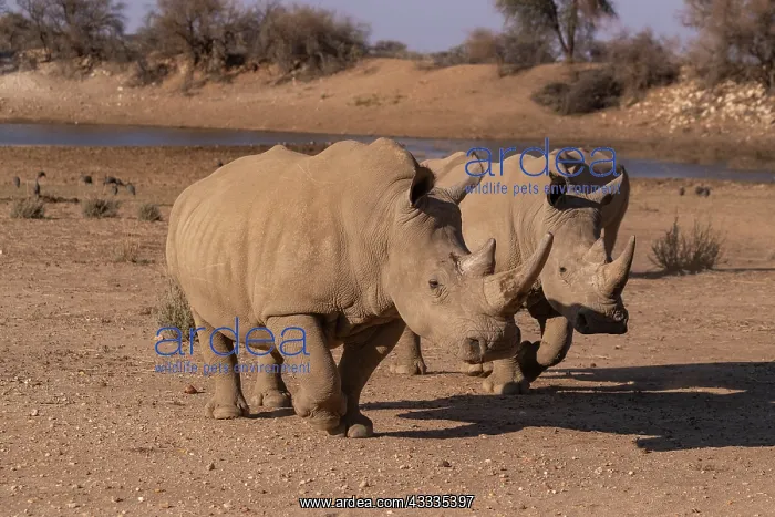  : Afrique, Namibie, Reserve privee, Rhinoceros blanc