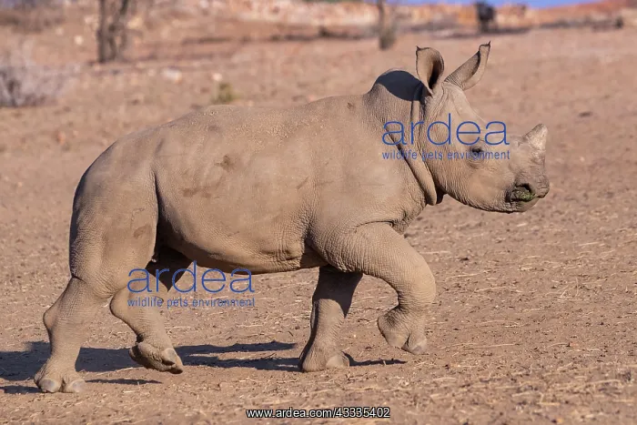: Afrique, Namibie, Reserve privee, Rhinoceros blanc : Afrique, Namibie, Reserve privee, Rhinoceros blanc