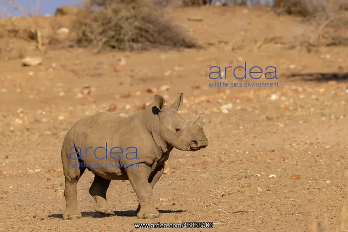 : Afrique, Namibie, Reserve privee, Rhinoceros blanc : Afrique, Namibie, Reserve privee, Rhinoceros blanc