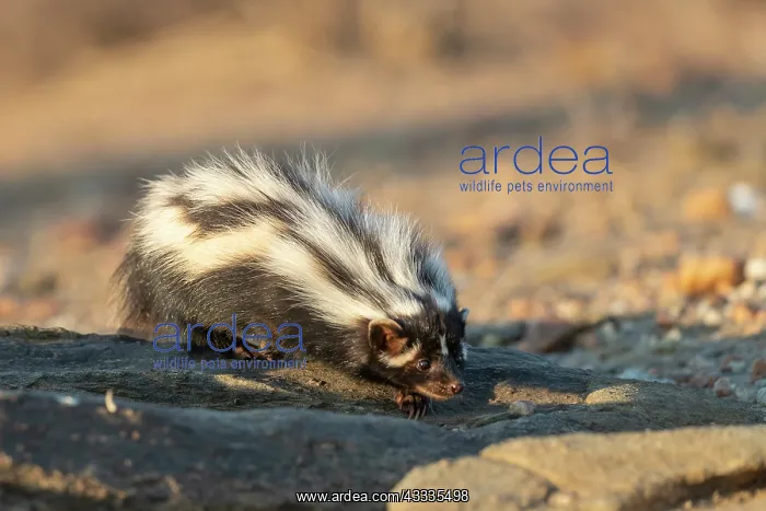 : Afrique, Namibie, Reserve privee, Zorille commune : Afrique, Namibie, Reserve privee, Zorille commune