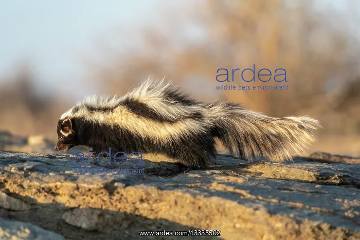 : Afrique, Namibie, Reserve privee, Zorille commune : Afrique, Namibie, Reserve privee, Zorille commune