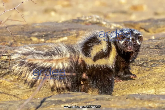 : Afrique, Namibie, Reserve privee, Zorille commune : Afrique, Namibie, Reserve privee, Zorille commune