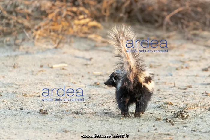 : Afrique, Namibie, Reserve privee, Zorille commune : Afrique, Namibie, Reserve privee, Zorille commune