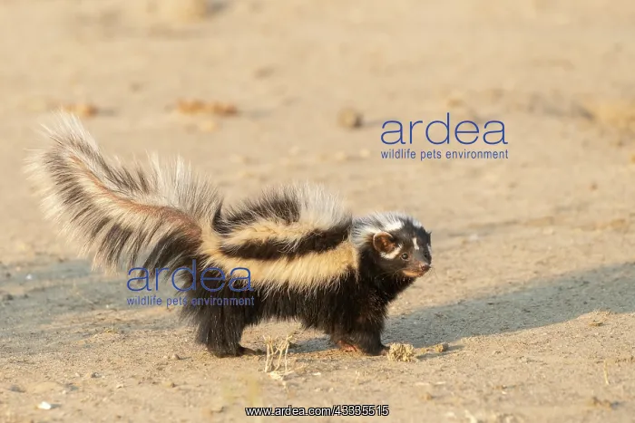 : Afrique, Namibie, Reserve privee, Zorille commune : Afrique, Namibie, Reserve privee, Zorille commune