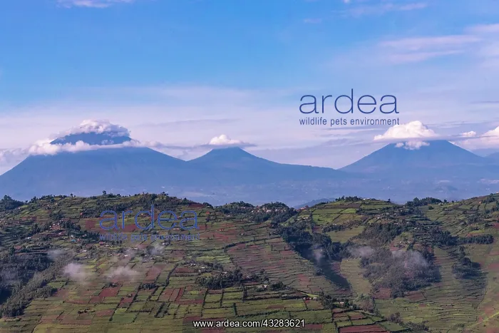 : Afrique, Ouganda, Collines dAfrique centrale, Volcans : Afrique, Ouganda, Collines dAfrique centrale, Volcans