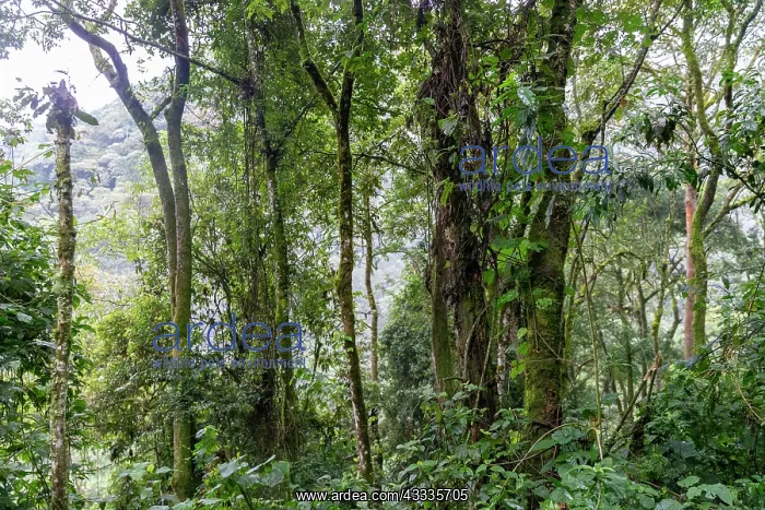 : Afrique, Ouganda, Collines dAfrique centrale, La : Afrique, Ouganda, Collines dAfrique centrale, La