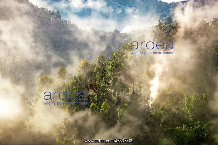: Afrique, Ouganda, Collines dAfrique centrale, La : Afrique, Ouganda, Collines dAfrique centrale, La
