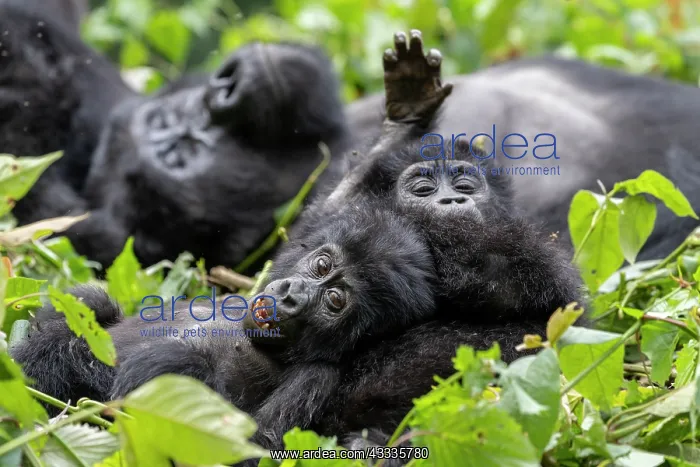 : Afrique, Ouganda, Collines dAfrique centrale, La : Afrique, Ouganda, Collines dAfrique centrale, La