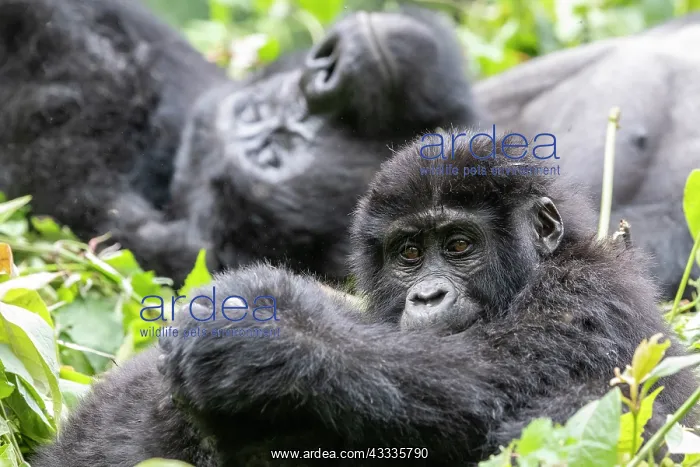 : Afrique, Ouganda, Collines dAfrique centrale, La : Afrique, Ouganda, Collines dAfrique centrale, La