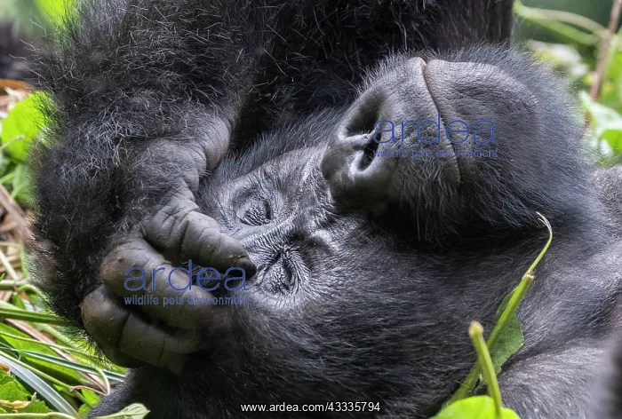 : Afrique, Ouganda, Collines dAfrique centrale, La : Afrique, Ouganda, Collines dAfrique centrale, La