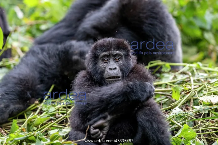 : Afrique, Ouganda, Collines dAfrique centrale, La : Afrique, Ouganda, Collines dAfrique centrale, La