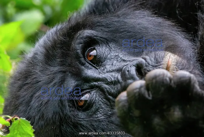 : Afrique, Ouganda, Collines dAfrique centrale, La : Afrique, Ouganda, Collines dAfrique centrale, La