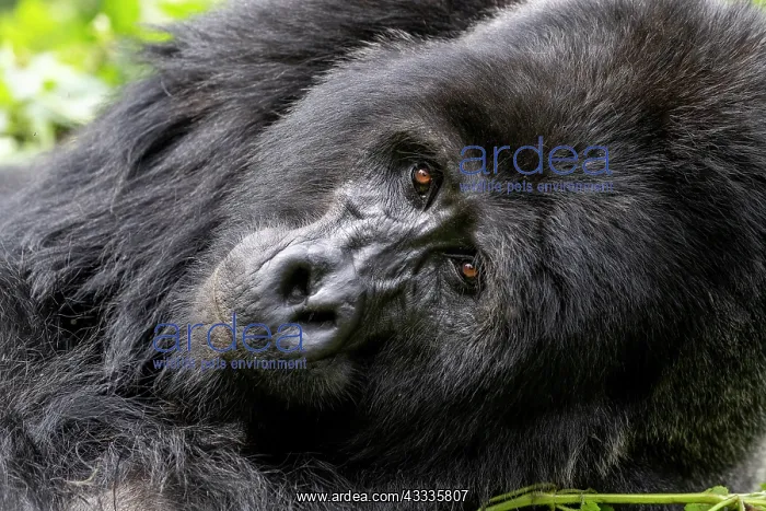 : Afrique, Ouganda, Collines dAfrique centrale, La : Afrique, Ouganda, Collines dAfrique centrale, La