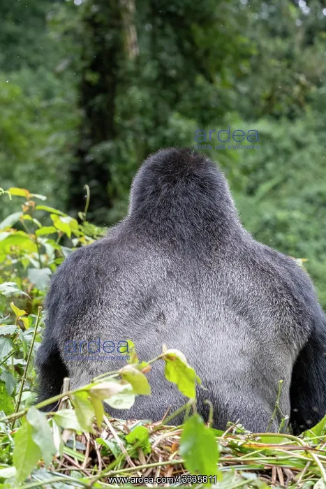 : Afrique, Ouganda, Collines dAfrique centrale, La : Afrique, Ouganda, Collines dAfrique centrale, La