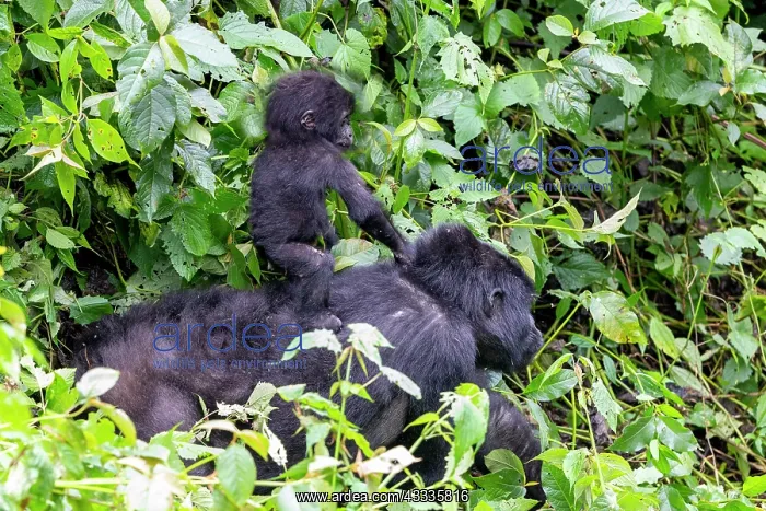 : Afrique, Ouganda, Collines dAfrique centrale, La : Afrique, Ouganda, Collines dAfrique centrale, La