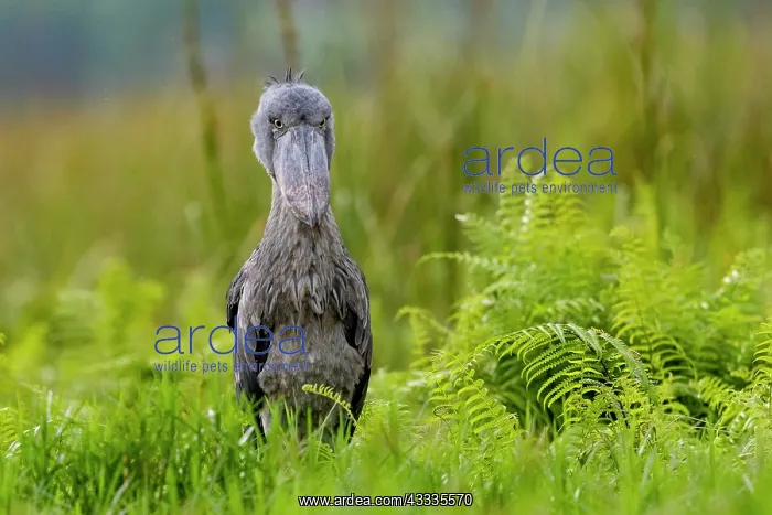 : Afrique, Ouganda, Marais de Mabamba, Bec-en-sabot : Afrique, Ouganda, Marais de Mabamba, Bec-en-sabot