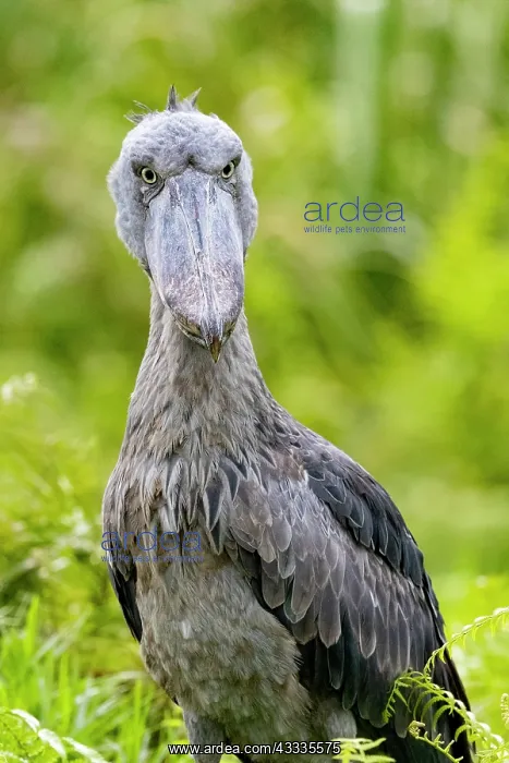 : Afrique, Ouganda, Marais de Mabamba, Bec-en-sabot : Afrique, Ouganda, Marais de Mabamba, Bec-en-sabot