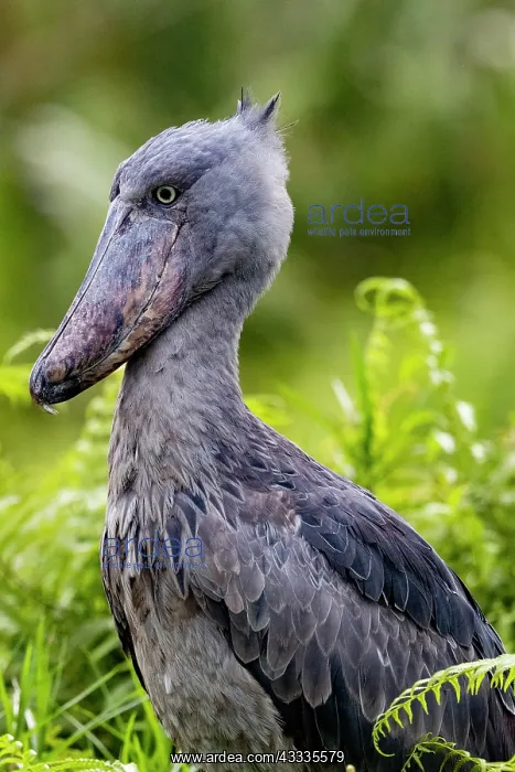 : Afrique, Ouganda, Marais de Mabamba, Bec-en-sabot : Afrique, Ouganda, Marais de Mabamba, Bec-en-sabot