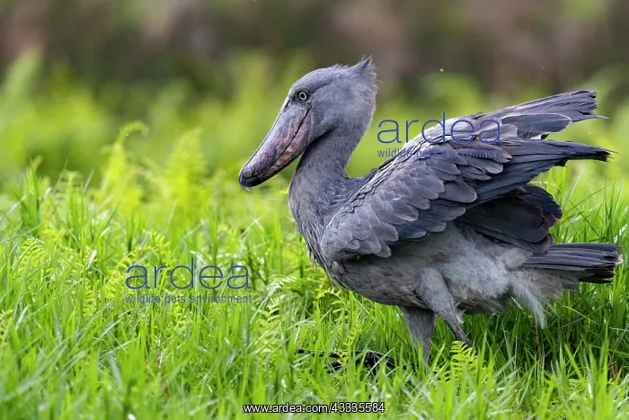 : Afrique, Ouganda, Marais de Mabamba, Bec-en-sabot : Afrique, Ouganda, Marais de Mabamba, Bec-en-sabot