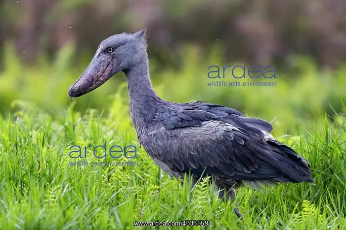 : Afrique, Ouganda, Marais de Mabamba, Bec-en-sabot : Afrique, Ouganda, Marais de Mabamba, Bec-en-sabot
