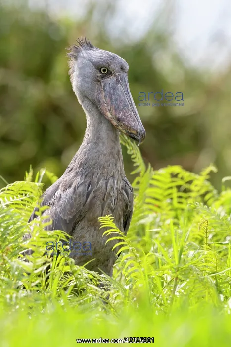 : Afrique, Ouganda, Marais de Mabamba, Bec-en-sabot : Afrique, Ouganda, Marais de Mabamba, Bec-en-sabot