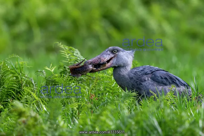 : Afrique, Ouganda, Marais de Mabamba, Bec-en-sabot : Afrique, Ouganda, Marais de Mabamba, Bec-en-sabot