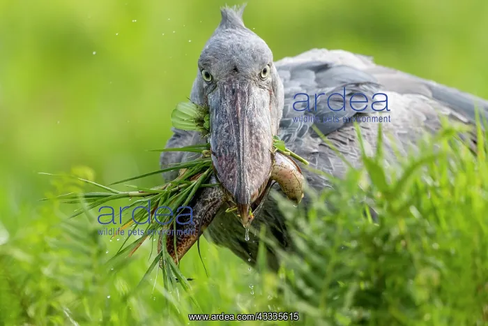 : Afrique, Ouganda, Marais de Mabamba, Bec-en-sabot : Afrique, Ouganda, Marais de Mabamba, Bec-en-sabot