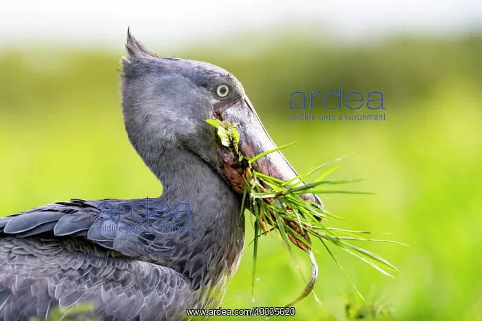 : Afrique, Ouganda, Marais de Mabamba, Bec-en-sabot : Afrique, Ouganda, Marais de Mabamba, Bec-en-sabot