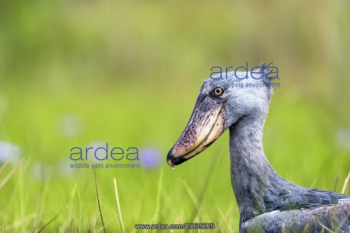 : Afrique, Ouganda, Marais de Mabamba, Bec-en-sabot : Afrique, Ouganda, Marais de Mabamba, Bec-en-sabot