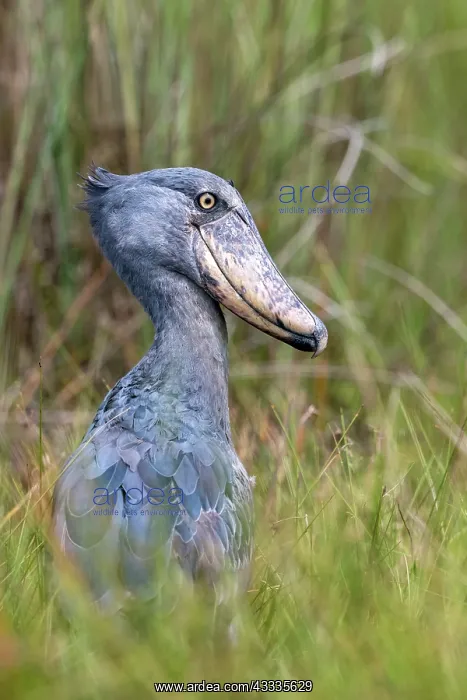  : Afrique, Ouganda, Marais de Mabamba, Bec-en-sabot