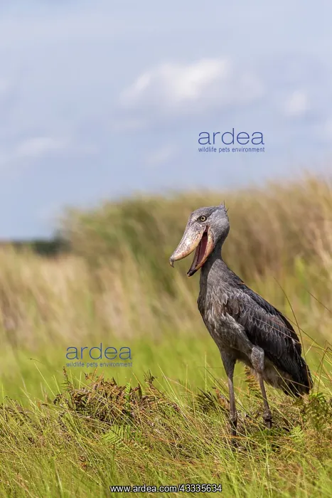 : Afrique, Ouganda, Marais de Mabamba, Bec-en-sabot : Afrique, Ouganda, Marais de Mabamba, Bec-en-sabot