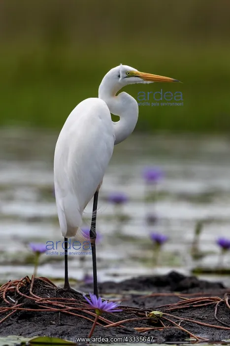 : Afrique, Ouganda, Marais de Mabamba, Grande Aigrette : Afrique, Ouganda, Marais de Mabamba, Grande Aigrette