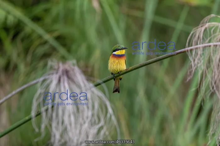 : Afrique, Ouganda, Marais de Mabamba, Guepier collier : Afrique, Ouganda, Marais de Mabamba, Guepier collier