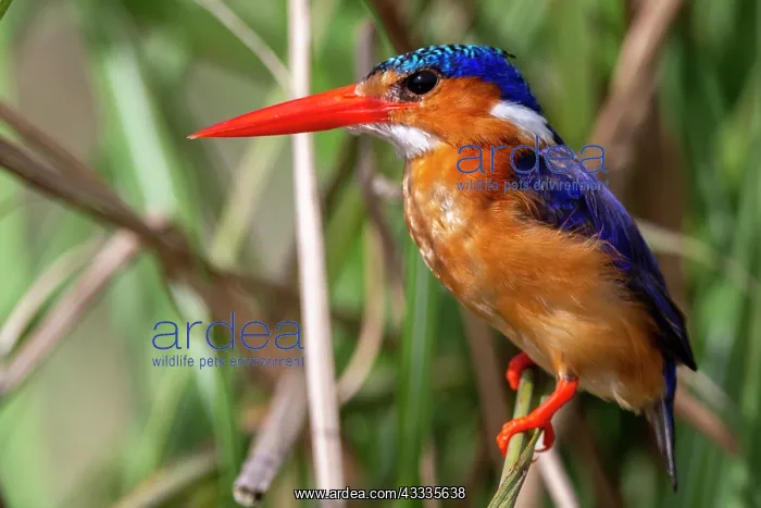 : Afrique, Ouganda, Marais de Mabamba, Martin-pecheur : Afrique, Ouganda, Marais de Mabamba, Martin-pecheur