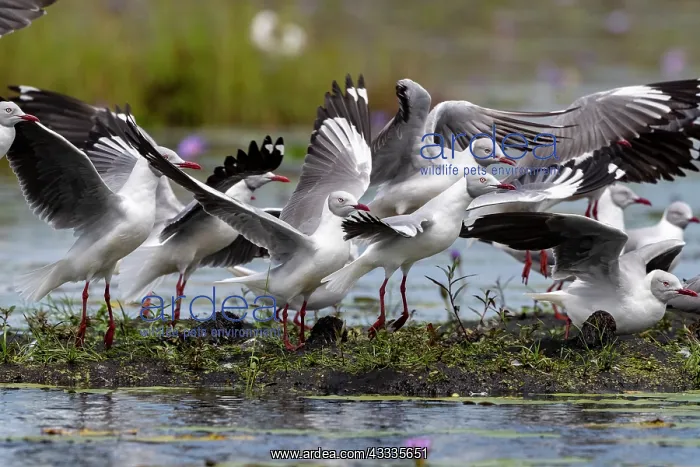 : Afrique, Ouganda, Marais de Mabamba, Mouette tete : Afrique, Ouganda, Marais de Mabamba, Mouette tete
